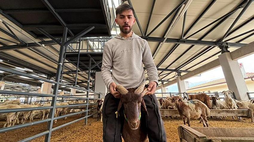 Görenler gözlerine inanamıyor! 5 boynuzlu kuzu, 30 bin liraya alıcısını bekliyor