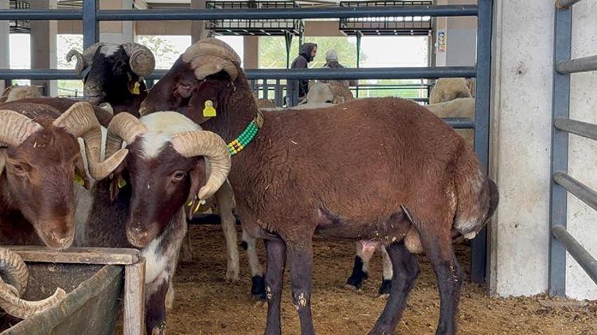Görenler gözlerine inanamıyor! 5 boynuzlu kuzu, 30 bin liraya alıcısını bekliyor
