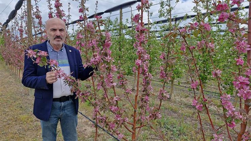 Karamanlı üreticinin yüzü gülüyor, asrın rekoru geliyor! Tarihte böylesi görülmedi