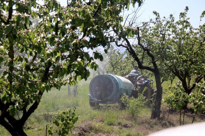 Türkiye'nin ihtiyacının yüzde 52'sini karşılıyor! Sakarya'da hasat başladı, ihracatı da yapılıyor