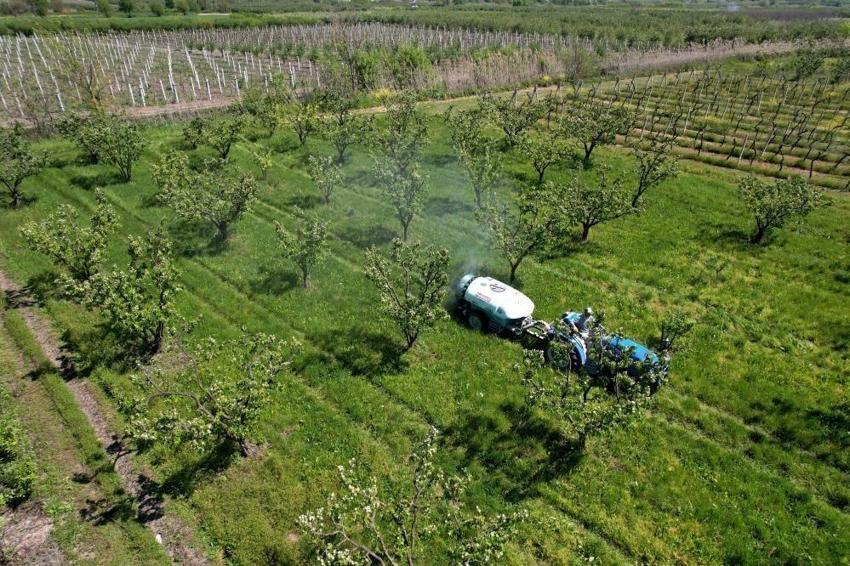 Türkiye'nin ihtiyacının yüzde 52'sini karşılıyor! Sakarya'da hasat başladı, ihracatı da yapılıyor