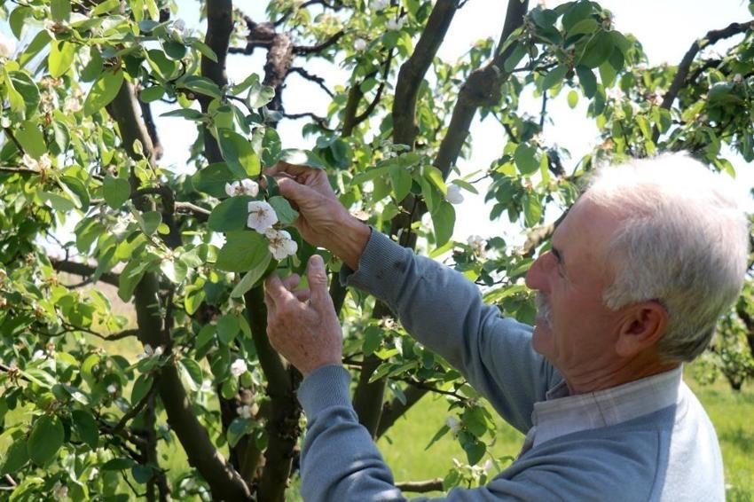 Türkiye'nin ihtiyacının yüzde 52'sini karşılıyor! Sakarya'da hasat başladı, ihracatı da yapılıyor