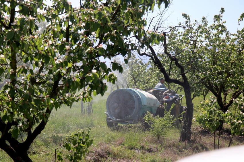 Adına şarkılar yazılan dalların altın sarısında umut çiçekleri açtı