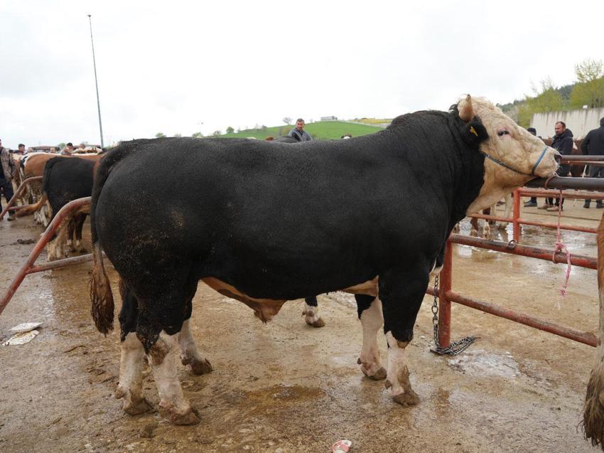Kurban Bayramı hareketliliği Kastamonu'da başladı: 850 kilogramlık tosun 340 bin liraya alıcı buldu