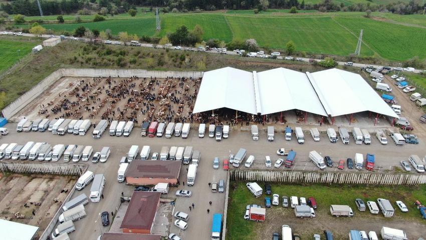 Kurban Bayramı hareketliliği Kastamonu'da başladı: 850 kilogramlık tosun 340 bin liraya alıcı buldu