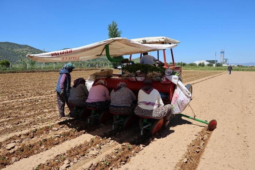 Birçok tarım ürününün yetiştiği Aydın'da biberler toprakla buluştu