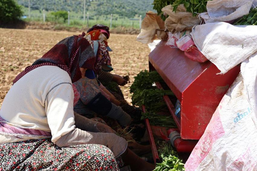 Birçok tarım ürününün yetiştiği Aydın'da biberler toprakla buluştu