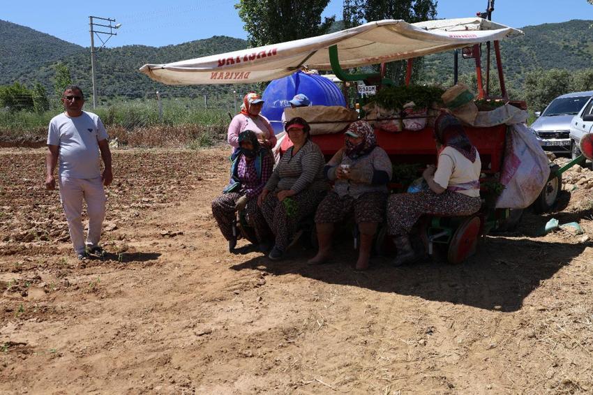Birçok tarım ürününün yetiştiği Aydın'da biberler toprakla buluştu