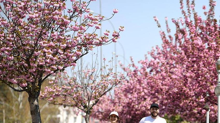 Burası Japonya değil! Kentte Sakura mevsimi resmen başladı