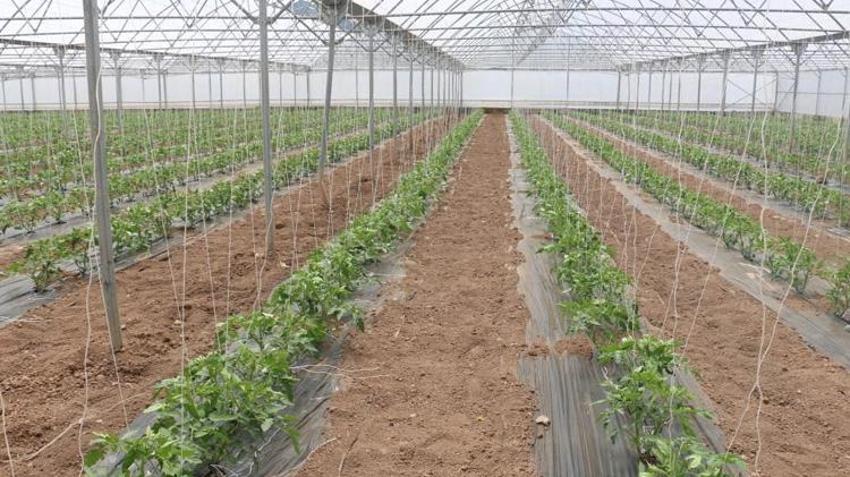 Erzincan’da kurdular, çevre iller sıraya girdi! 3 farklı ürün hasadıyla rekor kırdılar