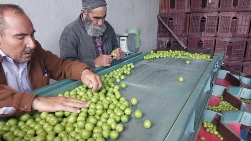 Kilosu bir dönem 10 bin TL’ydi! Mersin'de açık alanda hasat başladı, fiyatı duyan bahçeye koşuyor
