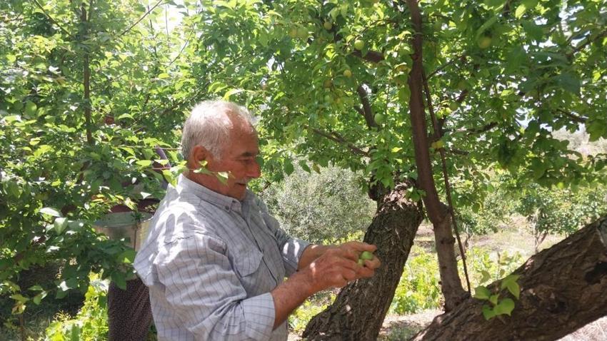 Kilosu bir dönem 10 bin TL’ydi! Mersin'de açık alanda hasat başladı, fiyatı duyan bahçeye koşuyor