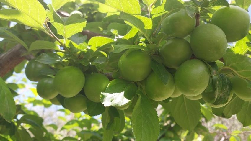 Kilosu bir dönem 10 bin TL’ydi! Mersin'de açık alanda hasat başladı, fiyatı duyan bahçeye koşuyor