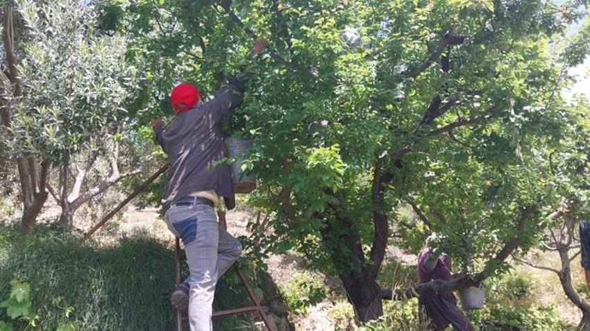 Kilosu bir dönem 10 bin TL’ydi! Mersin'de açık alanda hasat başladı, fiyatı duyan bahçeye koşuyor