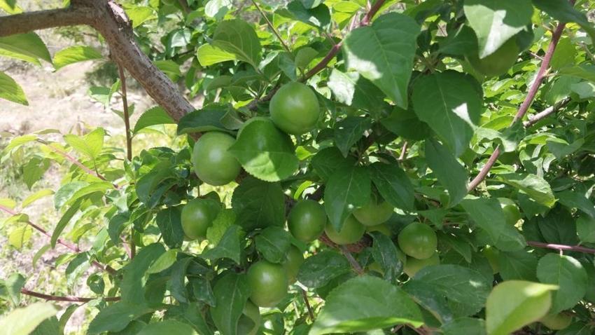 Kilosu bir dönem 10 bin TL’ydi! Mersin'de açık alanda hasat başladı, fiyatı duyan bahçeye koşuyor