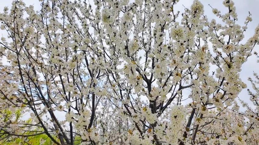 Dallarda 'beyaz gelinlik' sezonu başladı! 60. Kiraz Festivali kapıda: Rekor verim bekleniyor