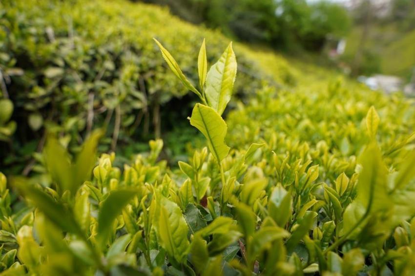 Karadeniz'de 2026 yaş çay sezonu için tarih verildi: Gözler yeni fiyatta!