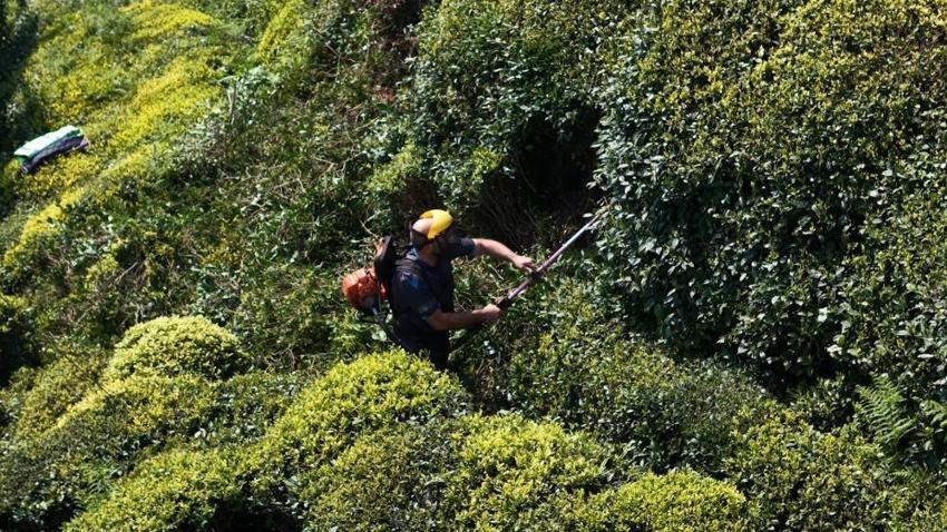 Karadeniz'de 2026 yaş çay sezonu için tarih verildi: Gözler yeni fiyatta!