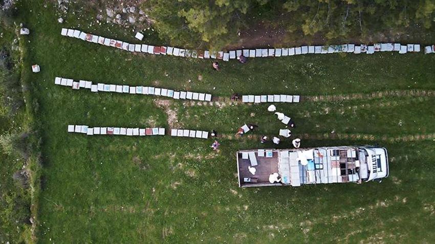 Muğla'da gezginci arıların yayla yolculuğu başladı! 5 yıllık kuraklık bitti, rekor üretim yolda