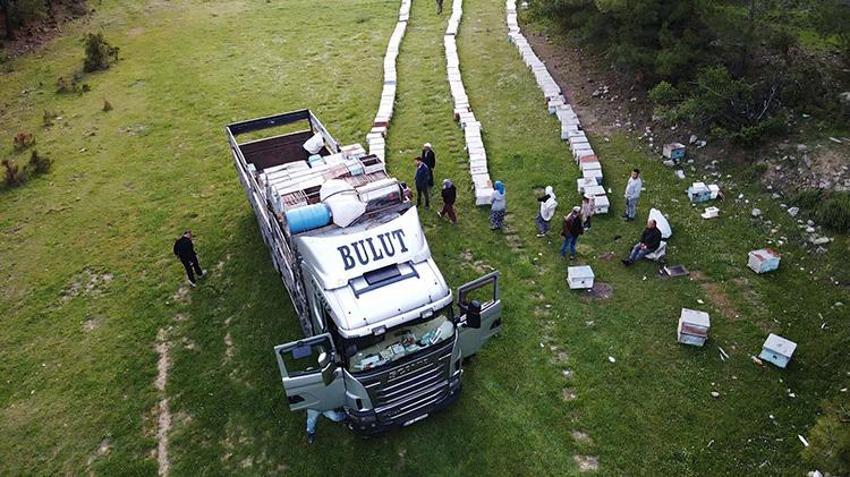 Muğla'da gezginci arıların yayla yolculuğu başladı! 5 yıllık kuraklık bitti, rekor üretim yolda
