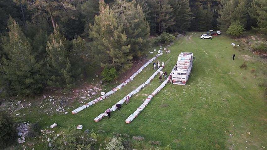 Muğla'da gezginci arıların yayla yolculuğu başladı! 5 yıllık kuraklık bitti, rekor üretim yolda