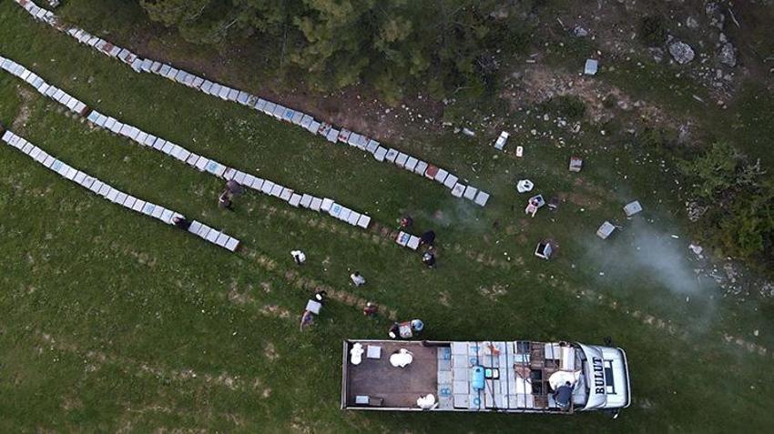 Muğla'da gezginci arıların yayla yolculuğu başladı! 5 yıllık kuraklık bitti, rekor üretim yolda