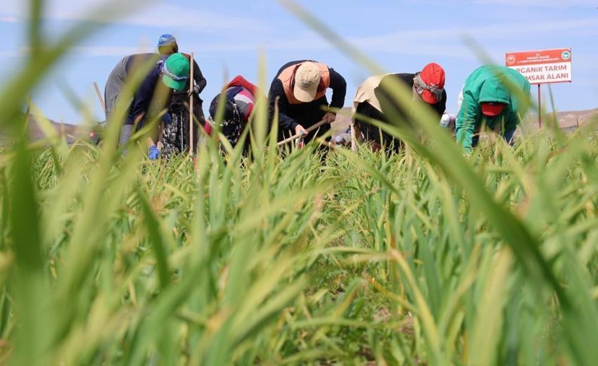 Aksaray’da 'Beyaz Altın' hasadı başladı: Rekoltede 2 kat artış bekleniyor!