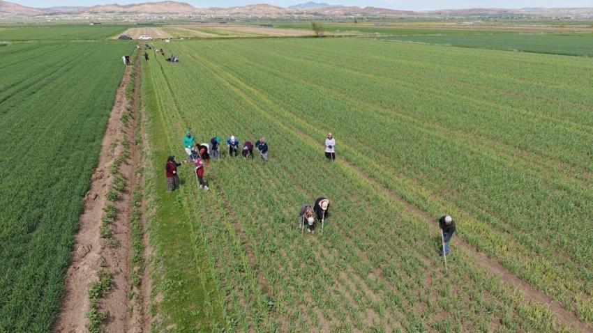 Aksaray’da 'Beyaz Altın' hasadı başladı: Rekoltede 2 kat artış bekleniyor!