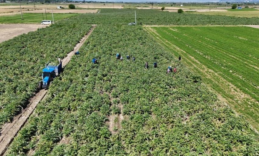 Aydın'da mahallede üretilip dünyaya satılıyor: Öğleden sonra değeri kat kat artıyor