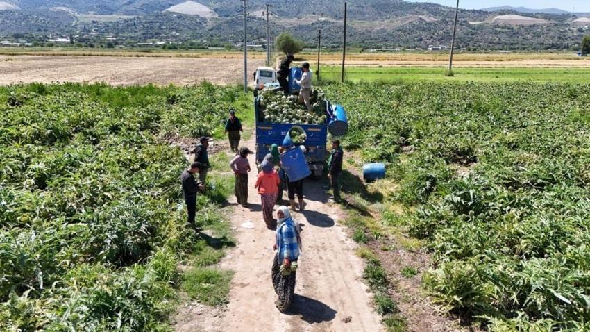 Aydın'da mahallede üretilip dünyaya satılıyor: Öğleden sonra değeri kat kat artıyor