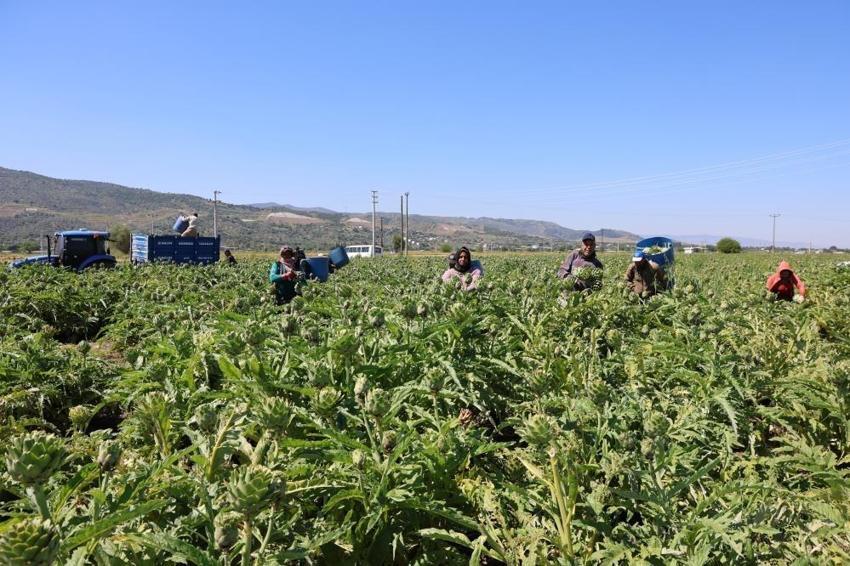 Aydın'da mahallede üretilip dünyaya satılıyor: Öğleden sonra değeri kat kat artıyor