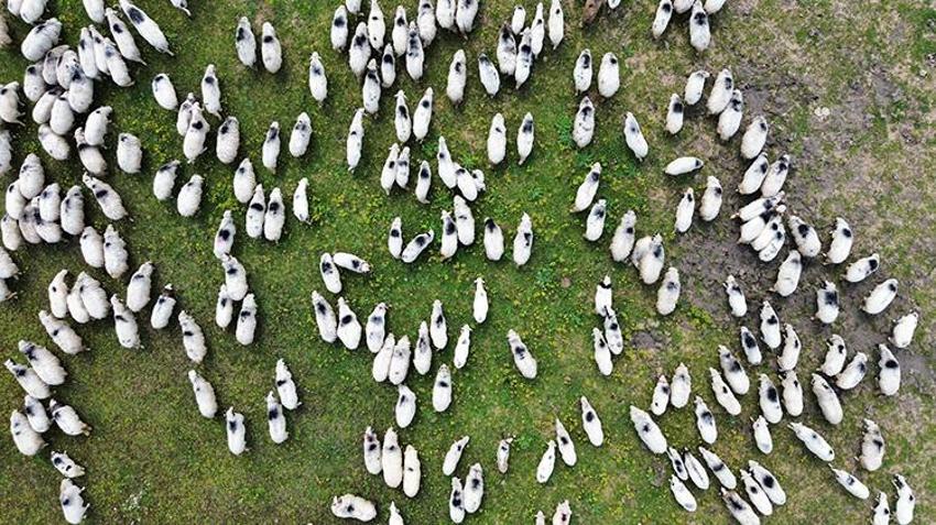 UNESCO Mirası Kızılırmak Deltası'nda bin yıllık ayak gelenek devam ediyor! Samsun’dan Giresun’a 450 kilometrelik dev göç başladı