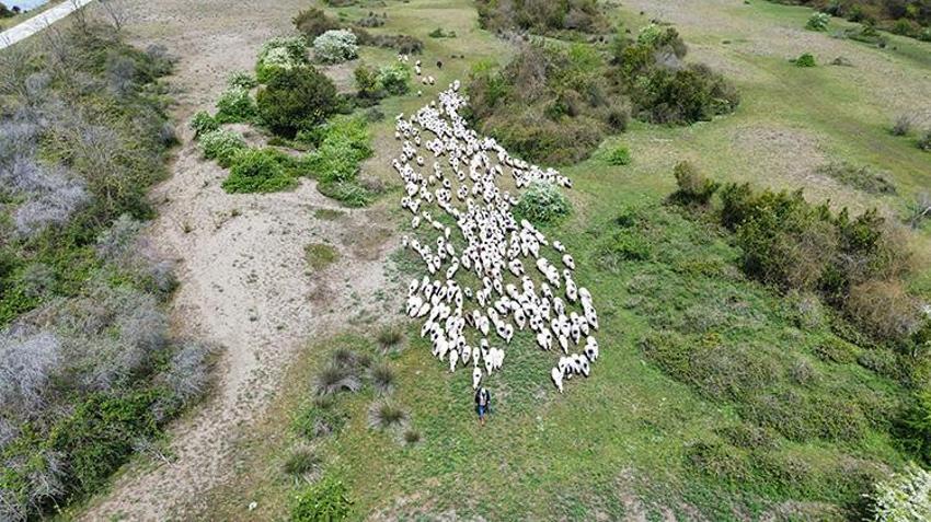 UNESCO Mirası Kızılırmak Deltası'nda bin yıllık ayak gelenek devam ediyor! Samsun’dan Giresun’a 450 kilometrelik dev göç başladı