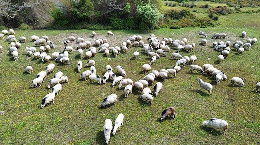 UNESCO Mirası Kızılırmak Deltası'nda bin yıllık ayak gelenek devam ediyor! Samsun’dan Giresun’a 450 kilometrelik dev göç başladı