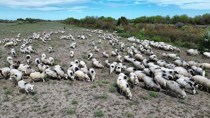 UNESCO Mirası Kızılırmak Deltası'nda bin yıllık ayak gelenek devam ediyor! Samsun’dan Giresun’a 450 kilometrelik dev göç başladı