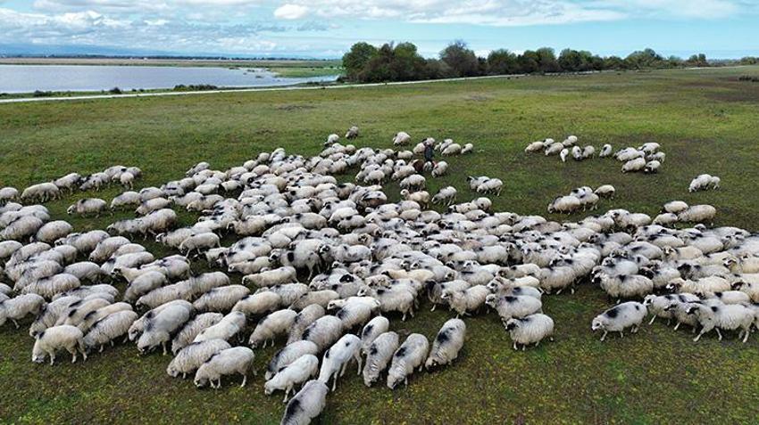 UNESCO Mirası Kızılırmak Deltası'nda bin yıllık ayak gelenek devam ediyor! Samsun’dan Giresun’a 450 kilometrelik dev göç başladı