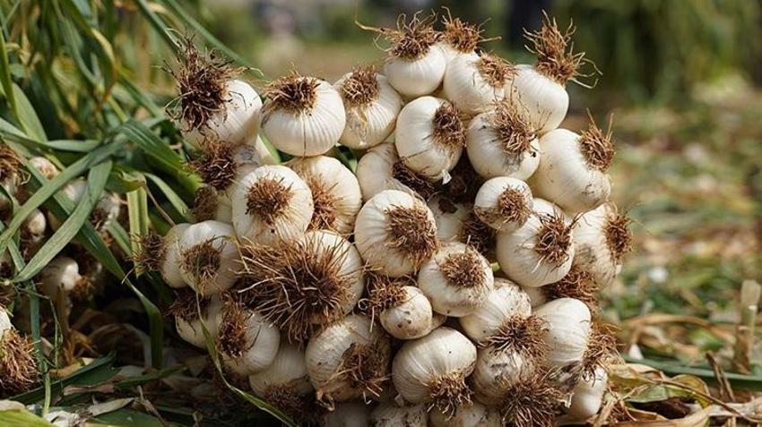 Gaziantep'te hasat gecikti ama bereket fışkırdı: Üreticinin yüzü gülüyor