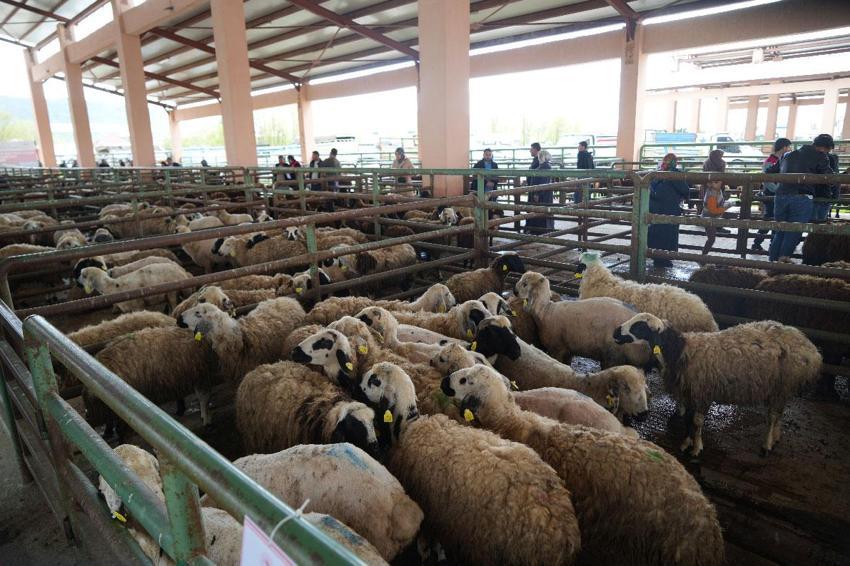 Kadın üreticilere 3 bin küçükbaş hayvan desteği! Proje kapsamında dağıtımlar başladı