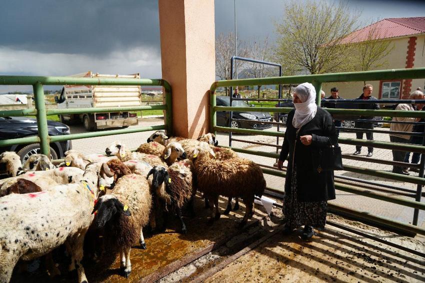 Kadın üreticilere 3 bin küçükbaş hayvan desteği! Proje kapsamında dağıtımlar başladı