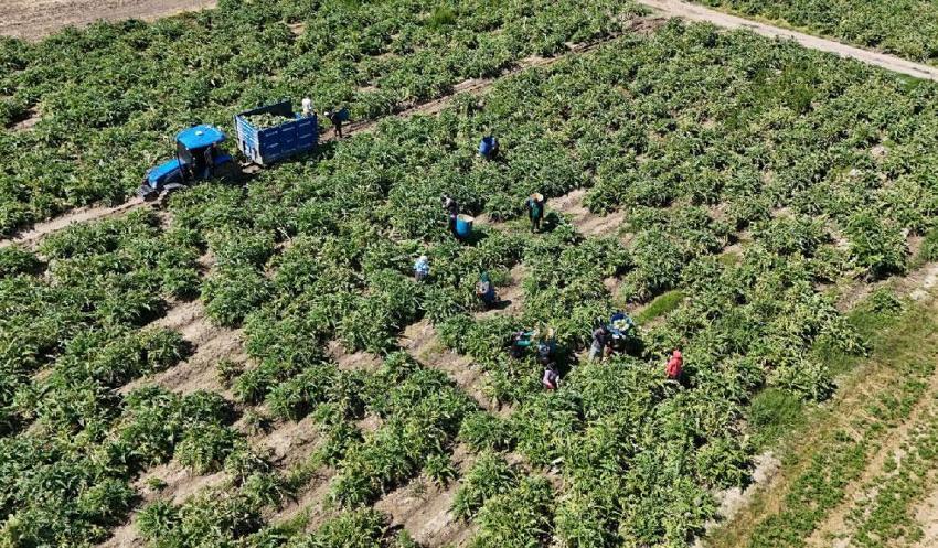 'Yeşil elmas' Efeler'de üretiliyor, yurdun dört bir yanına gönderiliyor