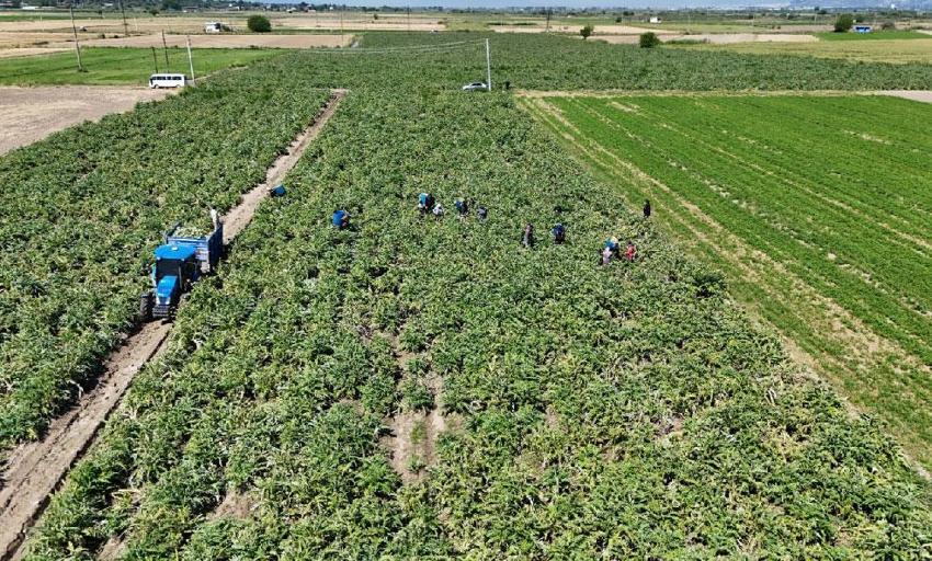 'Yeşil elmas' Efeler'de üretiliyor, yurdun dört bir yanına gönderiliyor