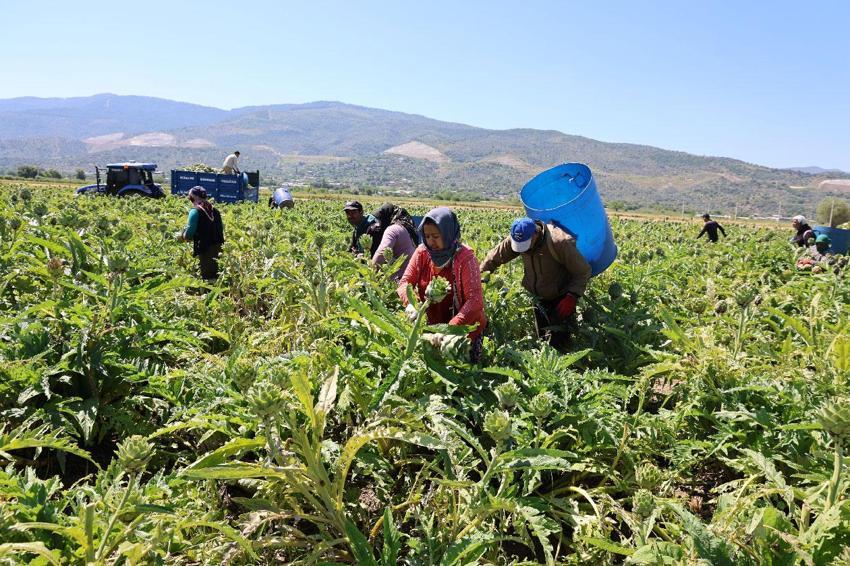 'Yeşil elmas' Efeler'de üretiliyor, yurdun dört bir yanına gönderiliyor