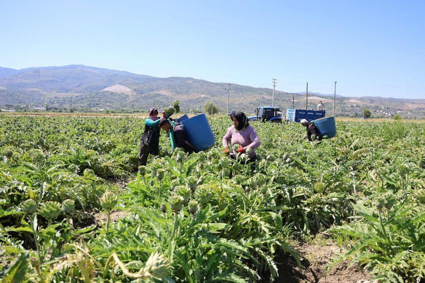 'Yeşil elmas' Efeler'de üretiliyor, yurdun dört bir yanına gönderiliyor