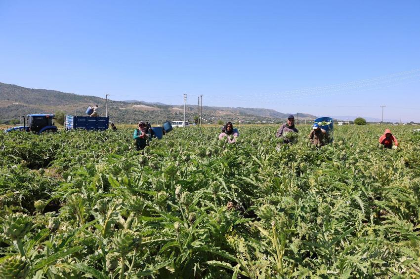 'Yeşil elmas' Efeler'de üretiliyor, yurdun dört bir yanına gönderiliyor