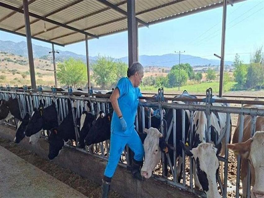 Aydın'da şap alarmı! 17 mahalle tamamen kapatıldı