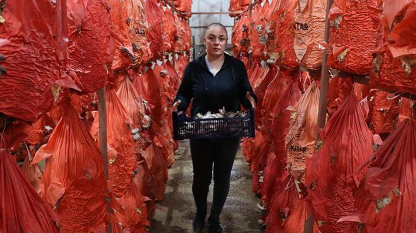 Yalova'da işçiydi aldığı eğitimle patron oldu! Şimdi hasat edip satıyor
