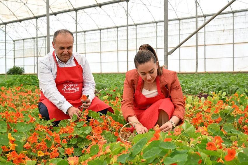 Uluslararası Antalya Foodfest Gastronomi Festivali, Akdeniz yeşillikleri hasadı ile başladı