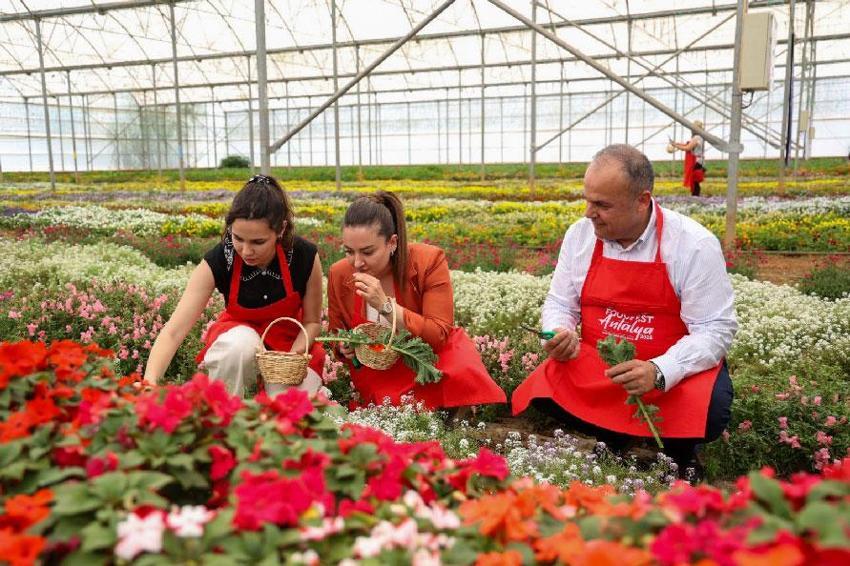 Uluslararası Antalya Foodfest Gastronomi Festivali, Akdeniz yeşillikleri hasadı ile başladı