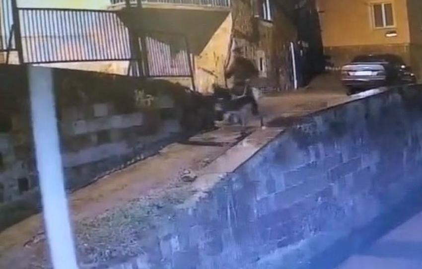 Forklifle kuyumcudan altınları çalıp eşekle kaçan sanığa 9 yıl 7 ay hapis cezası