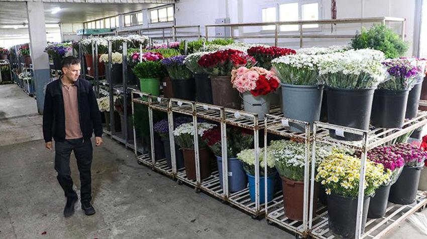 Satışlar 3 kat arttı! İzmir'den tüm Türkiye'ye gönderiliyor: Tam 8 milyon dal yola çıktı